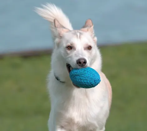 Dog running with ball in its mouth